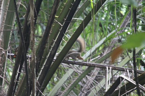 Plantain Squirrel