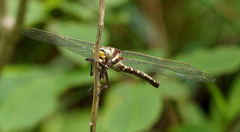 Cordulegaster bilineata