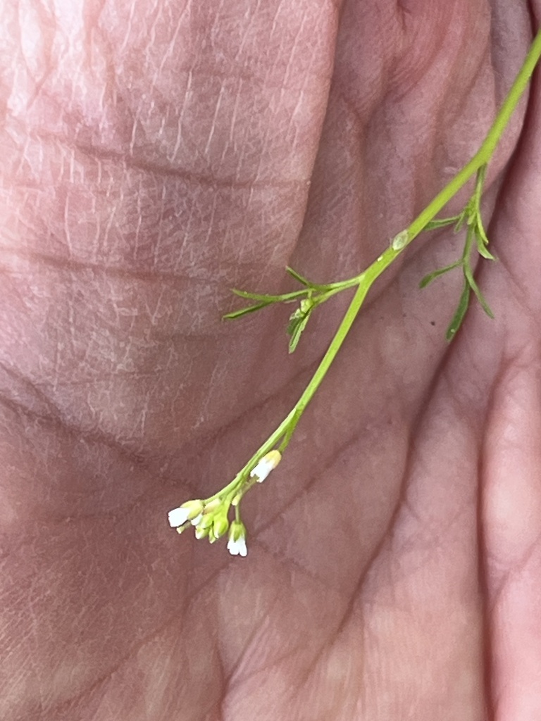 mustard family from Renoir Dr, Dardenne Prairie, MO, US on May 01, 2023