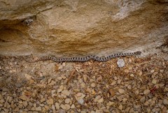 Trimorphodon lyrophanes