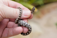 Trimorphodon lyrophanes