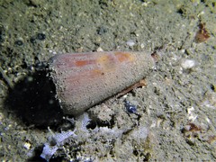 Conus flavidus