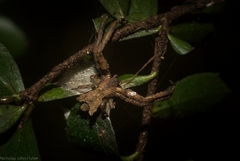 Stephanopis barbipes