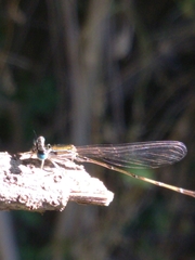 Nehalennia pallidula
