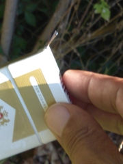 Nehalennia pallidula