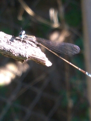 Nehalennia pallidula