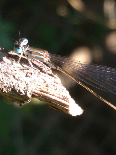 Everglades Sprite photo 5