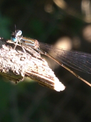 Nehalennia pallidula