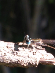 Nehalennia pallidula