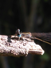 Nehalennia pallidula
