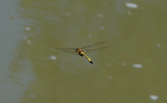 Macromia pacifica