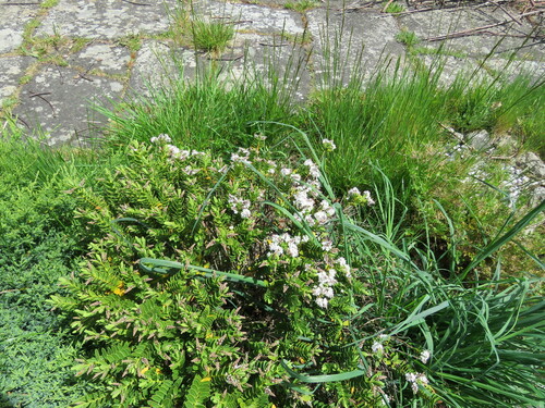 Veronica albicans, photograph 6