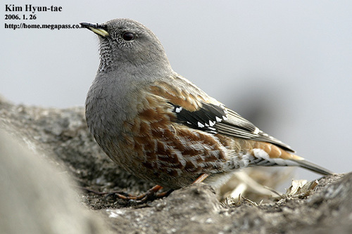 Alpine Accentor
