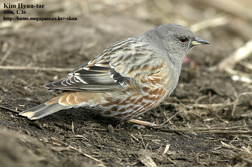 Alpine Accentor