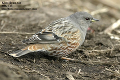 Alpine Accentor photo 5