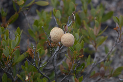 Andricus vacciniifoliae