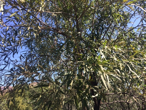 Searsia lancea