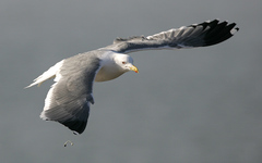 Larus fuscus heuglini