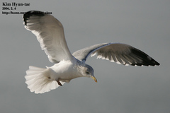 Larus fuscus heuglini