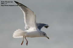 Larus fuscus heuglini