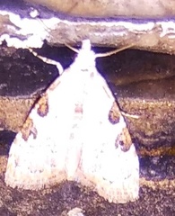 Lepidoptera