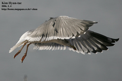 Larus fuscus heuglini