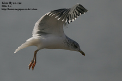 Larus fuscus heuglini