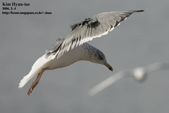 Larus fuscus heuglini