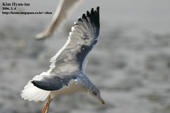 Larus fuscus heuglini