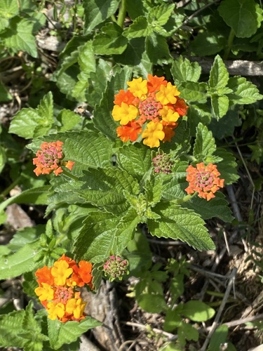 Lantana urticoides