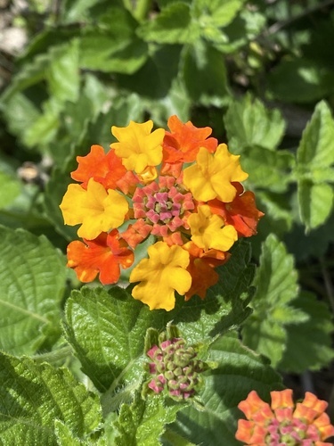 Lantana urticoides