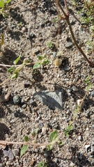 Dasymutilla magna