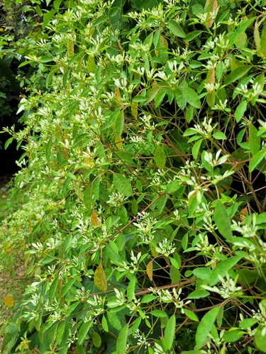 Image of Euphorbia leucocephala by (c) Dylan Leonard, some rights reserved (CC BY-SA)