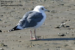 Larus fuscus heuglini