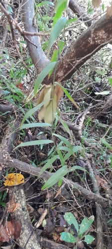 Image of Flagellaria guineensis by (c) Rosemary Harrison, some rights reserved (CC BY-SA)