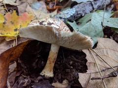 Verrucosporaceae