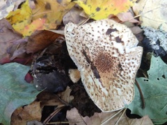Verrucosporaceae
