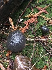 Xerocomellus zelleri