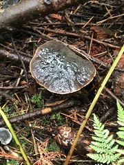 Xerocomellus zelleri