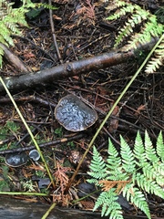 Xerocomellus zelleri