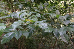 Melicope semecarpifolia