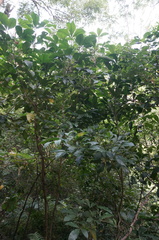 Melicope semecarpifolia