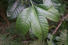 Melicope semecarpifolia