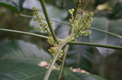 Melicope semecarpifolia