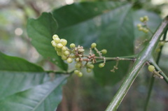Melicope semecarpifolia