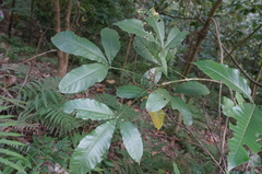Melicope semecarpifolia