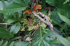 Melicope semecarpifolia