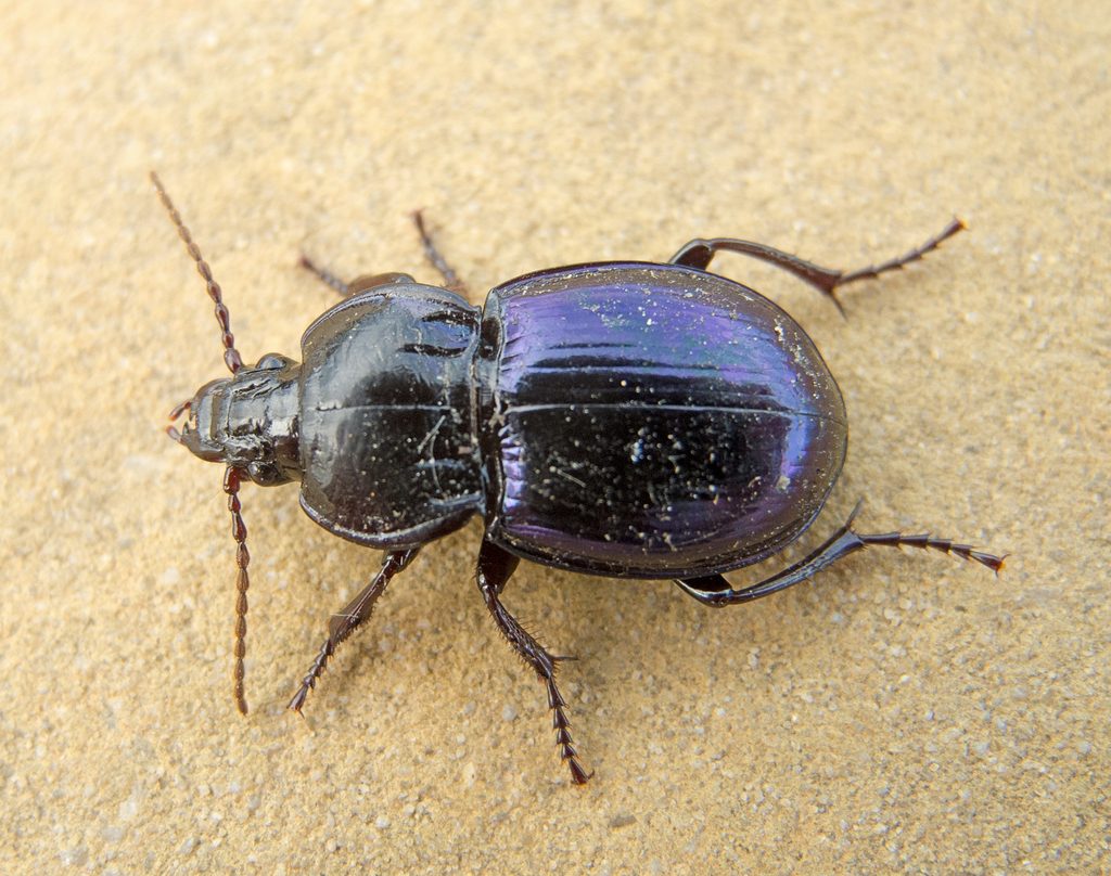 Myas chalybaeus