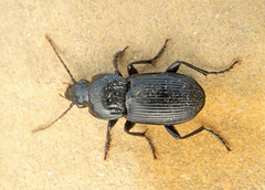 Pterostichus melas