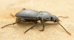 Pterostichus melas